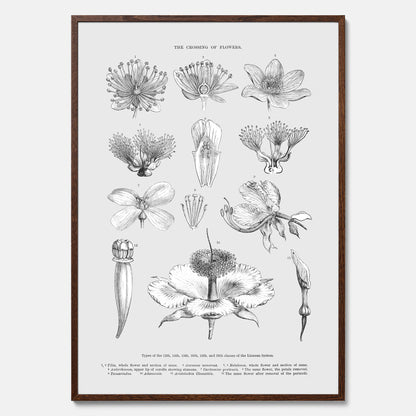 En vintageposter som föreställer blommor utifrån Linnésystemet (även kallad Linnés sexualsystem)
