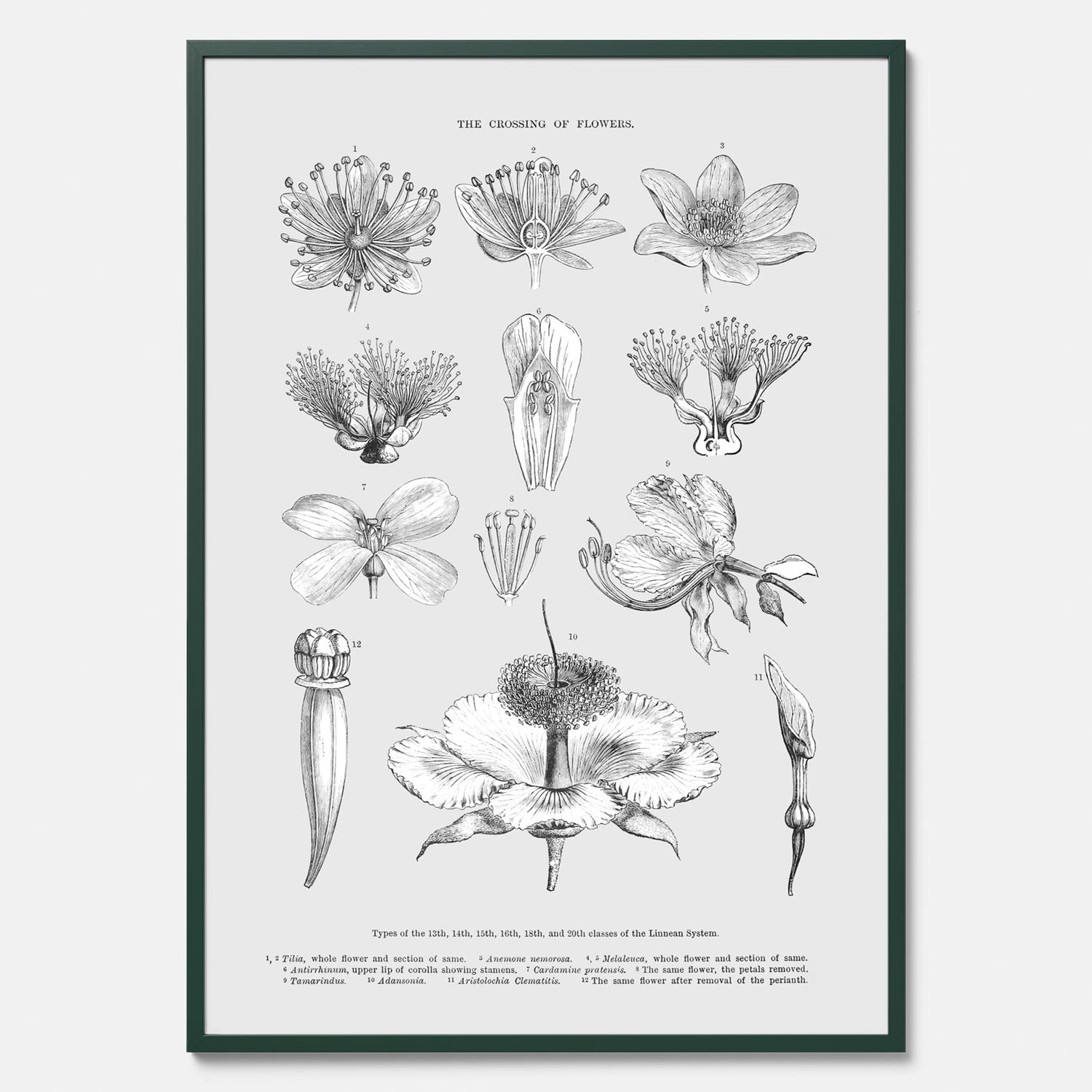 En vintageposter som föreställer blommor utifrån Linnésystemet (även kallad Linnés sexualsystem)