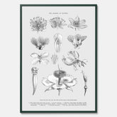 En vintageposter som föreställer blommor utifrån Linnésystemet (även kallad Linnés sexualsystem)