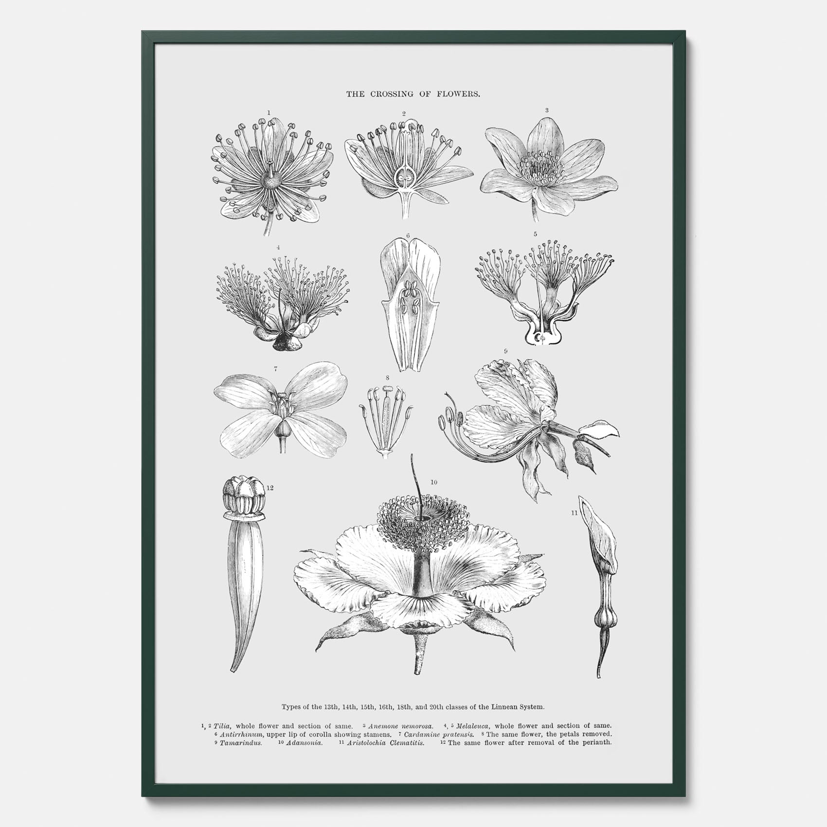 En vintageposter som föreställer blommor utifrån Linnésystemet (även kallad Linnés sexualsystem)