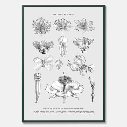 En vintageposter som föreställer blommor utifrån Linnésystemet (även kallad Linnés sexualsystem)