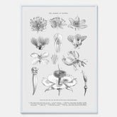 En vintageposter som föreställer blommor utifrån Linnésystemet (även kallad Linnés sexualsystem)