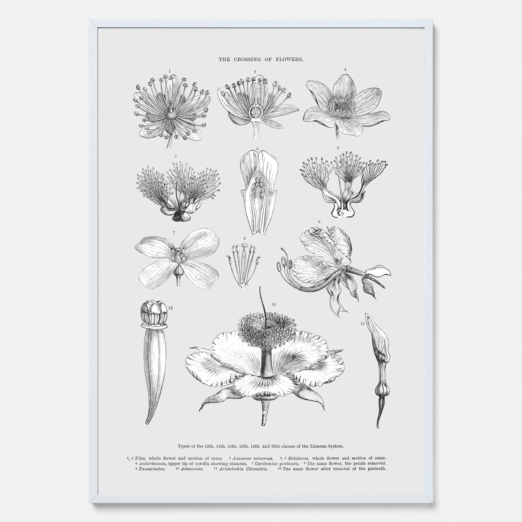 En vintageposter som föreställer blommor utifrån Linnésystemet (även kallad Linnés sexualsystem)