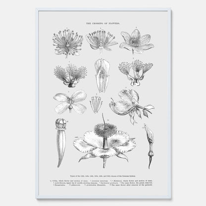 En vintageposter som föreställer blommor utifrån Linnésystemet (även kallad Linnés sexualsystem)