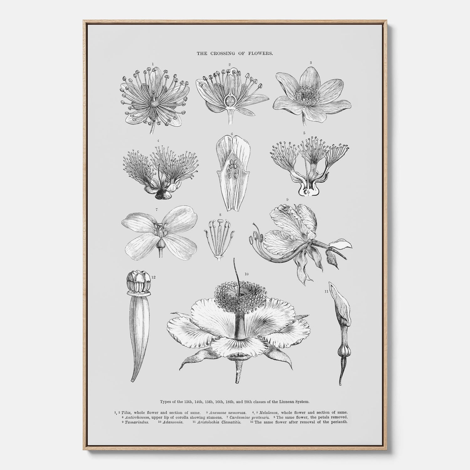 En vintageposter i canvas som föreställer blommor utifrån Linnésystemet (även kallad Linnés sexualsystem)