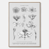 En vintageposter i canvas som föreställer blommor utifrån Linnésystemet (även kallad Linnés sexualsystem)