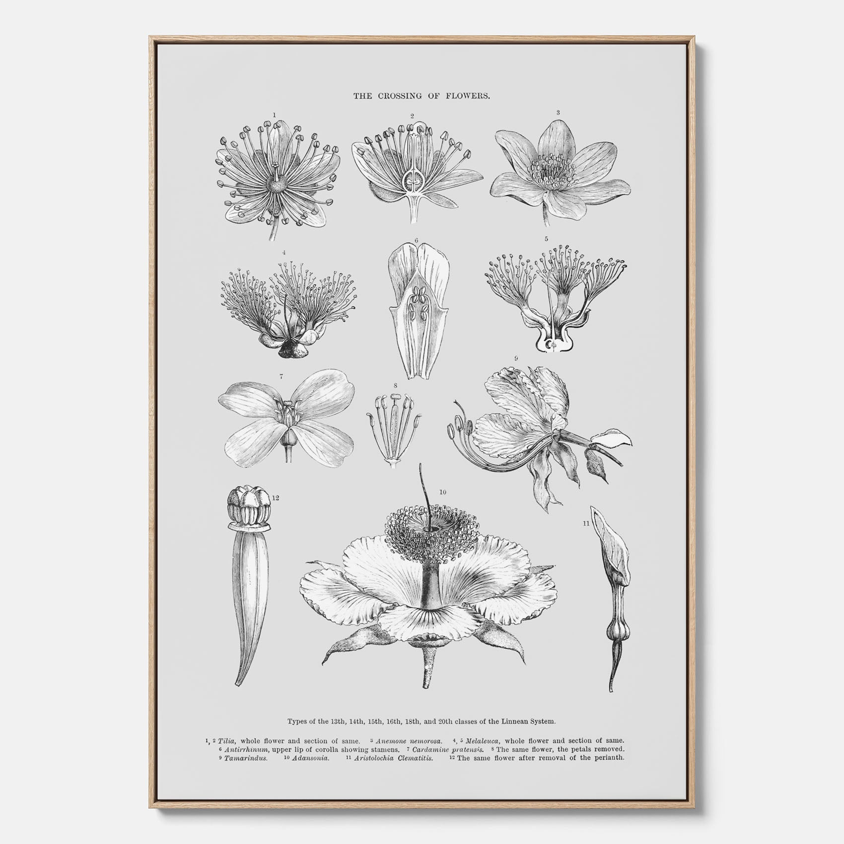 En vintageposter i canvas som föreställer blommor utifrån Linnésystemet (även kallad Linnés sexualsystem)