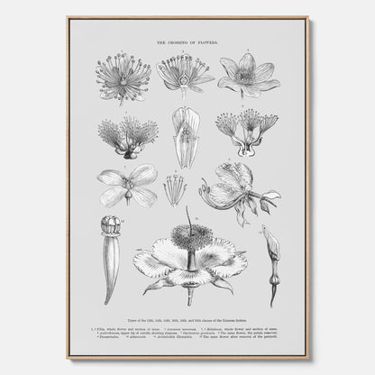 En vintageposter i canvas som föreställer blommor utifrån Linnésystemet (även kallad Linnés sexualsystem)