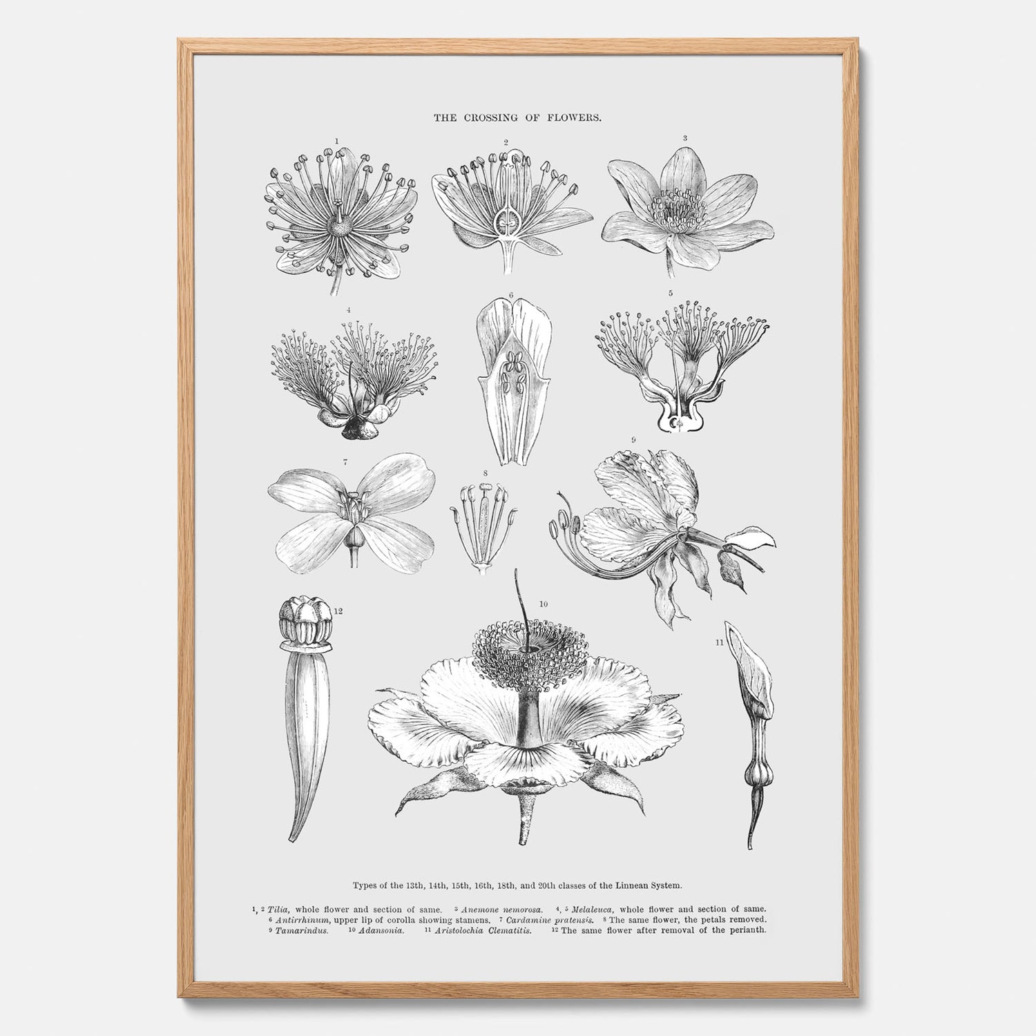 En vintageposter som föreställer blommor utifrån Linnésystemet (även kallad Linnés sexualsystem)