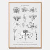 En vintageposter som föreställer blommor utifrån Linnésystemet (även kallad Linnés sexualsystem)