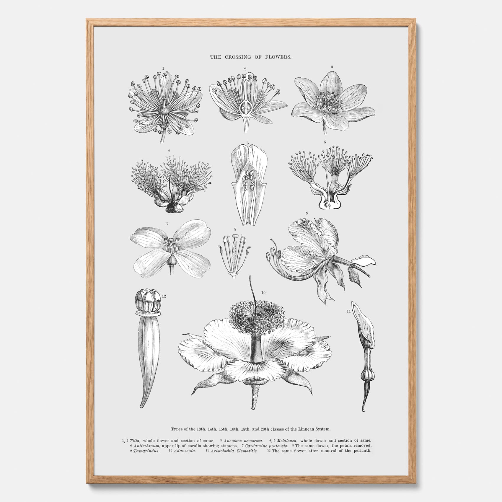 En vintageposter som föreställer blommor utifrån Linnésystemet (även kallad Linnés sexualsystem)
