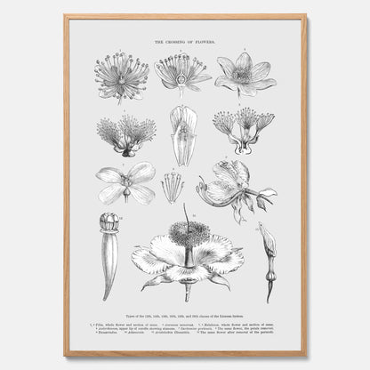 En vintageposter som föreställer blommor utifrån Linnésystemet (även kallad Linnés sexualsystem)