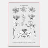 En vintageposter som föreställer blommor utifrån Linnésystemet (även kallad Linnés sexualsystem)