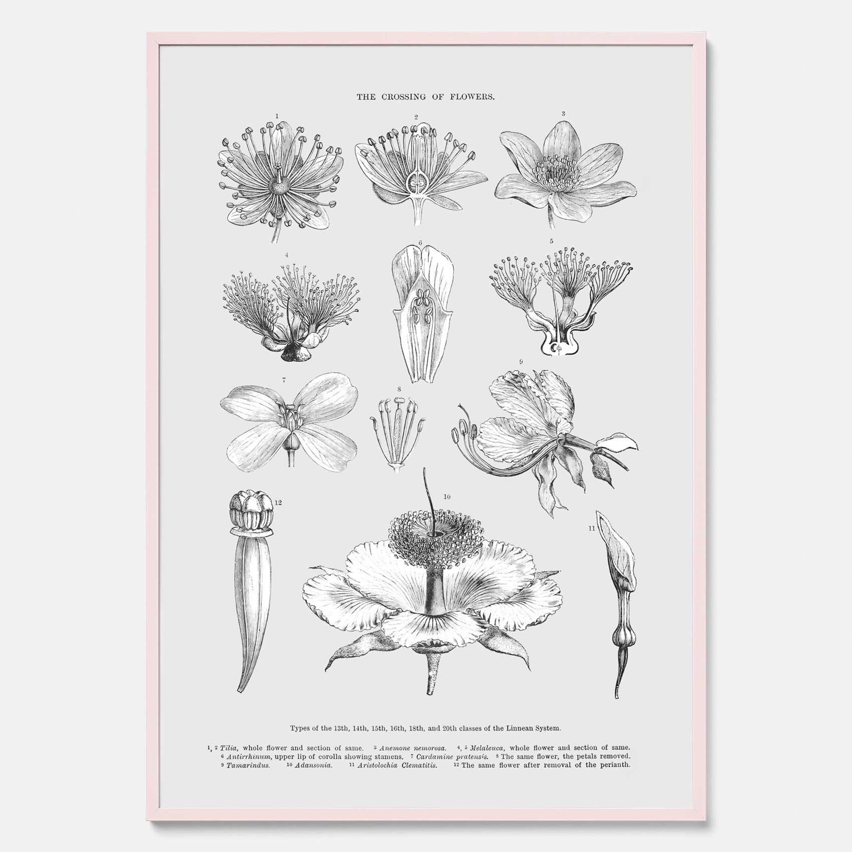 En vintageposter som föreställer blommor utifrån Linnésystemet (även kallad Linnés sexualsystem)