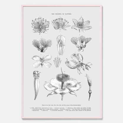 En vintageposter som föreställer blommor utifrån Linnésystemet (även kallad Linnés sexualsystem)
