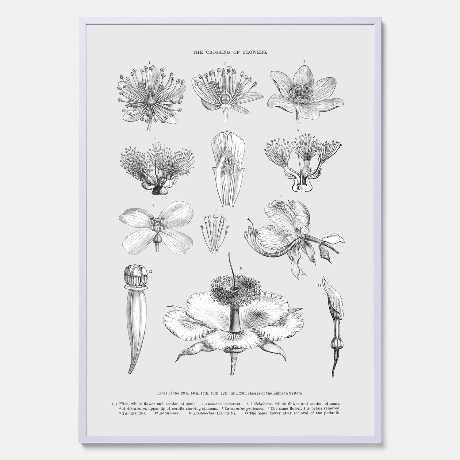 En vintageposter som föreställer blommor utifrån Linnésystemet (även kallad Linnés sexualsystem)