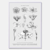 En vintageposter som föreställer blommor utifrån Linnésystemet (även kallad Linnés sexualsystem)