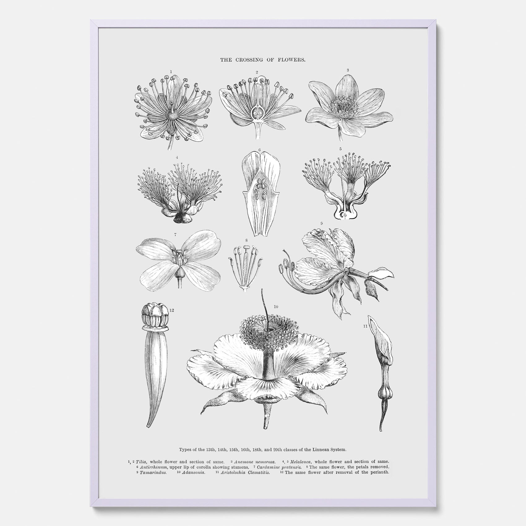 En vintageposter som föreställer blommor utifrån Linnésystemet (även kallad Linnés sexualsystem)