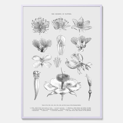 En vintageposter som föreställer blommor utifrån Linnésystemet (även kallad Linnés sexualsystem)