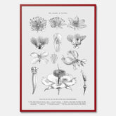 En vintageposter som föreställer blommor utifrån Linnésystemet (även kallad Linnés sexualsystem)