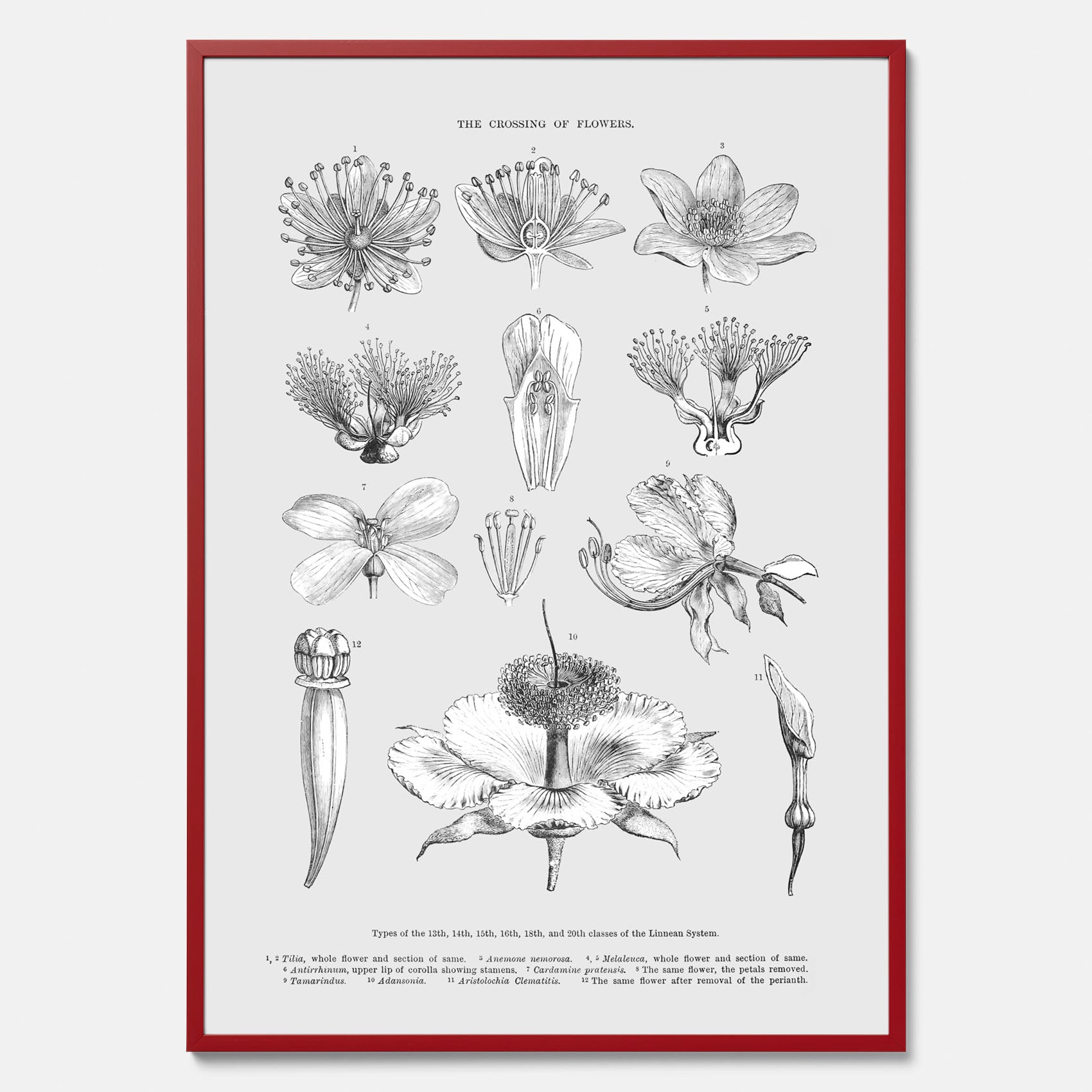 En vintageposter som föreställer blommor utifrån Linnésystemet (även kallad Linnés sexualsystem)