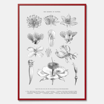 En vintageposter som föreställer blommor utifrån Linnésystemet (även kallad Linnés sexualsystem)
