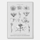En vintageposter i canvas som föreställer blommor utifrån Linnésystemet (även kallad Linnés sexualsystem)