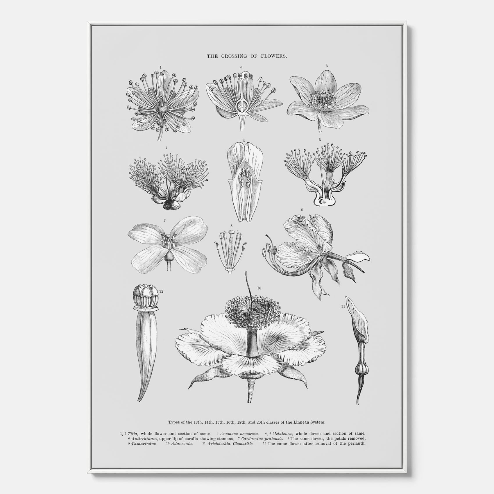 En vintageposter i canvas som föreställer blommor utifrån Linnésystemet (även kallad Linnés sexualsystem)