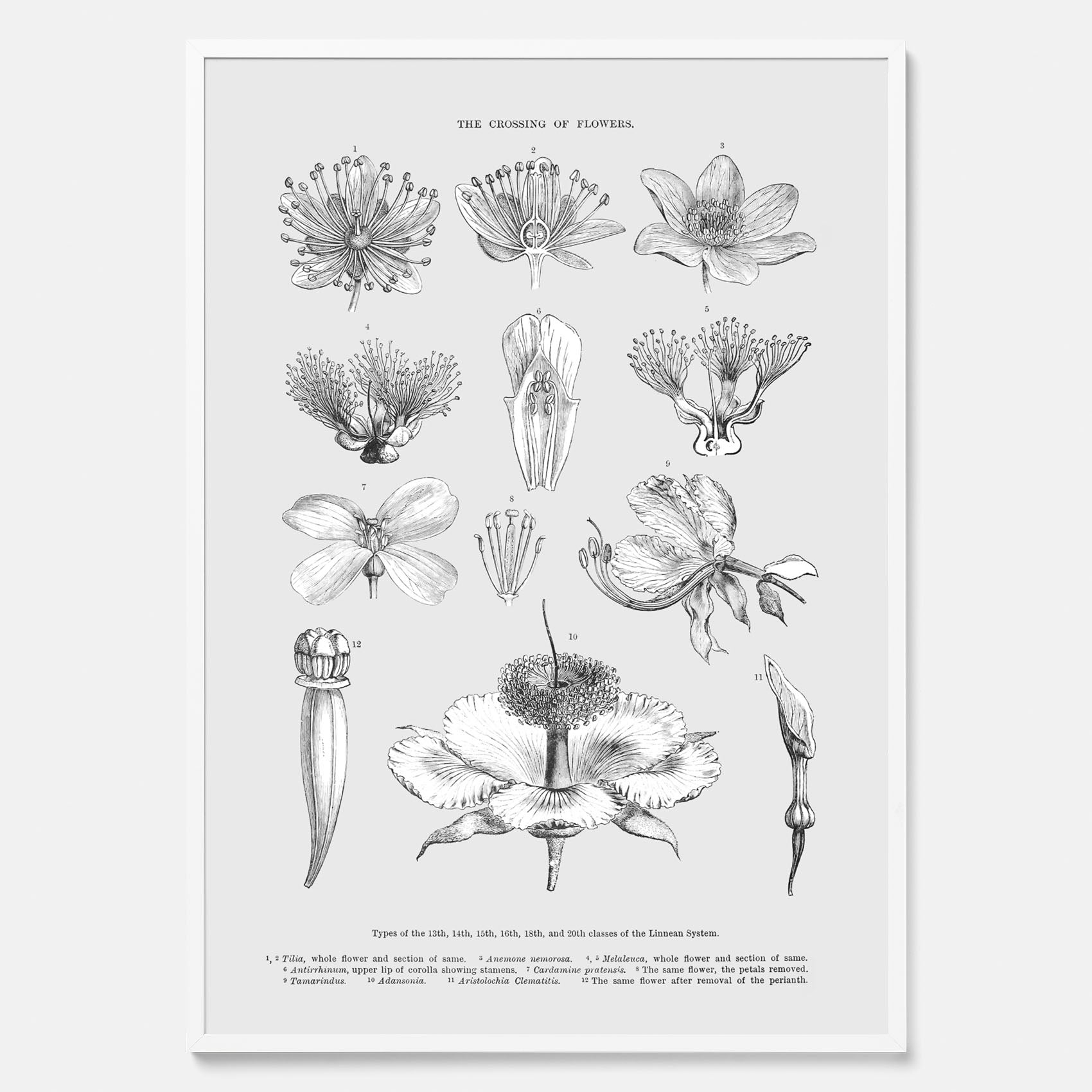 En vintageposter som föreställer blommor utifrån Linnésystemet (även kallad Linnés sexualsystem)