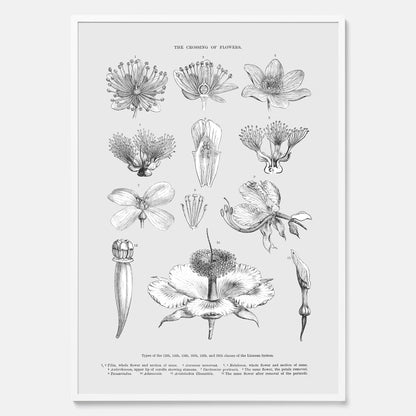 En vintageposter som föreställer blommor utifrån Linnésystemet (även kallad Linnés sexualsystem)