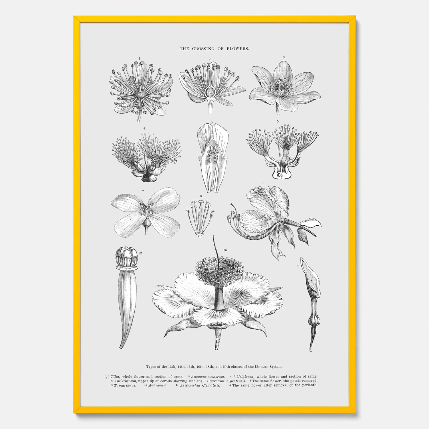 En vintageposter som föreställer blommor utifrån Linnésystemet (även kallad Linnés sexualsystem)