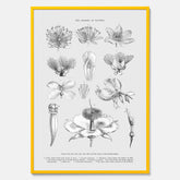 En vintageposter som föreställer blommor utifrån Linnésystemet (även kallad Linnés sexualsystem)