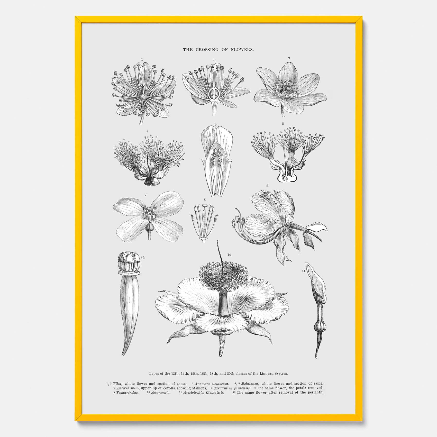En vintageposter som föreställer blommor utifrån Linnésystemet (även kallad Linnés sexualsystem)