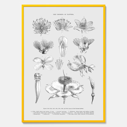 En vintageposter som föreställer blommor utifrån Linnésystemet (även kallad Linnés sexualsystem)