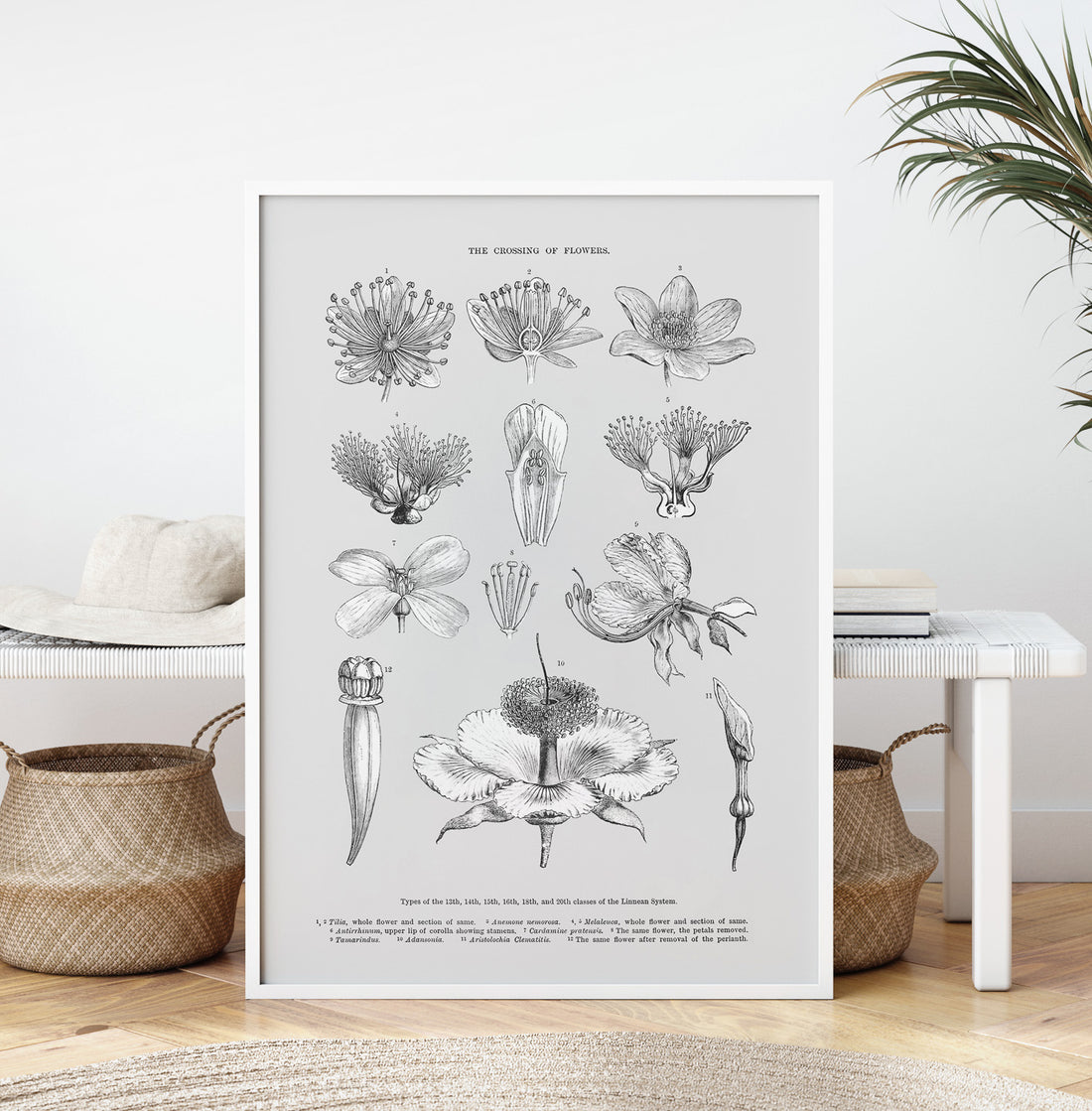 En vintageposter som föreställer blommor utifrån Linnésystemet (även kallad Linnés sexualsystem)