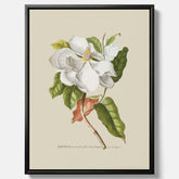 Canvastavla med Magnolia poster – Botanisk tavla och poster