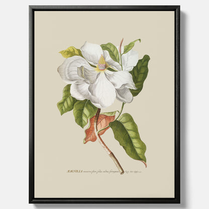 Canvastavla med Magnolia poster – Botanisk tavla och poster