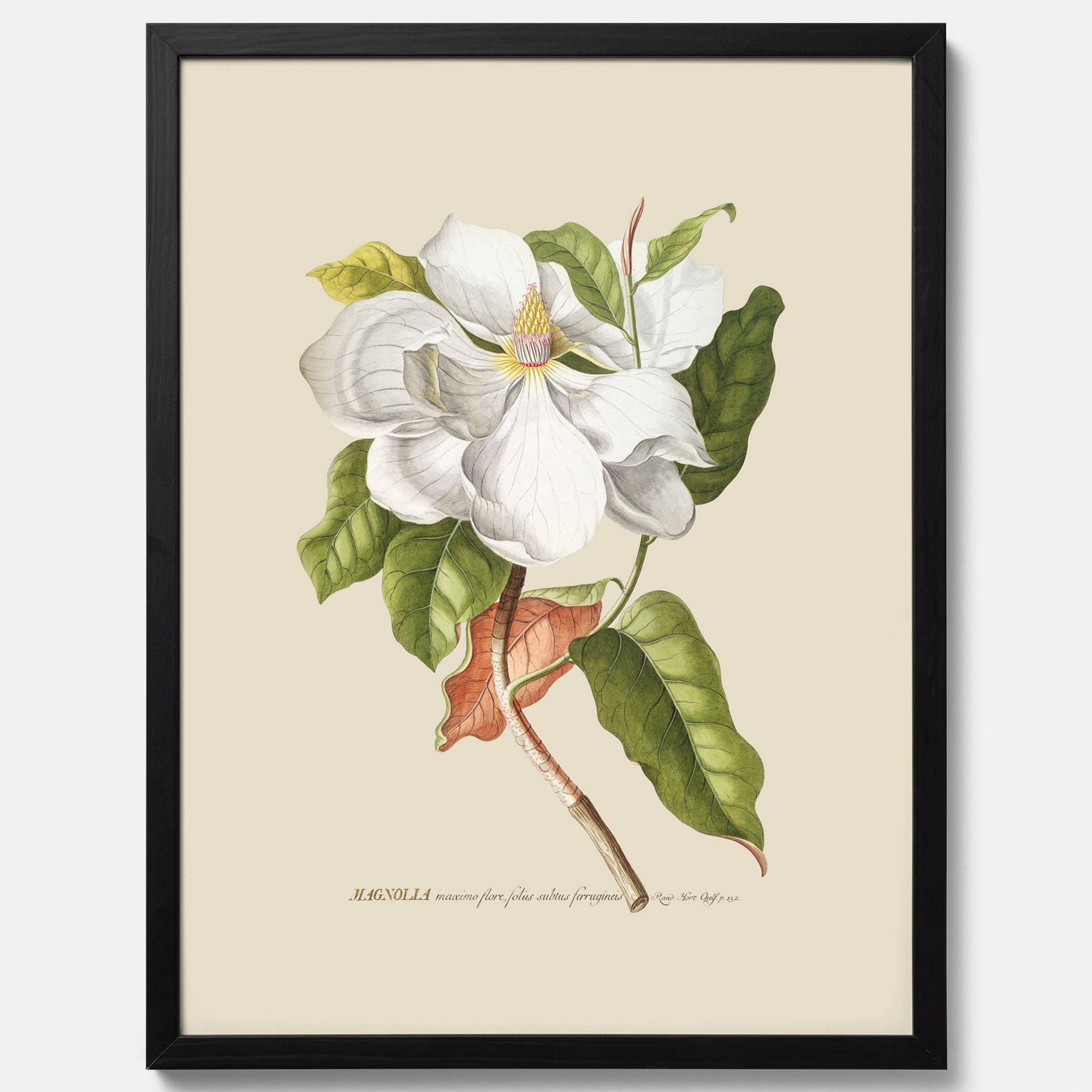 Tavla med Magnolia poster – Botanisk tavla och poster