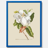 Tavla med Magnolia poster – Botanisk tavla och poster