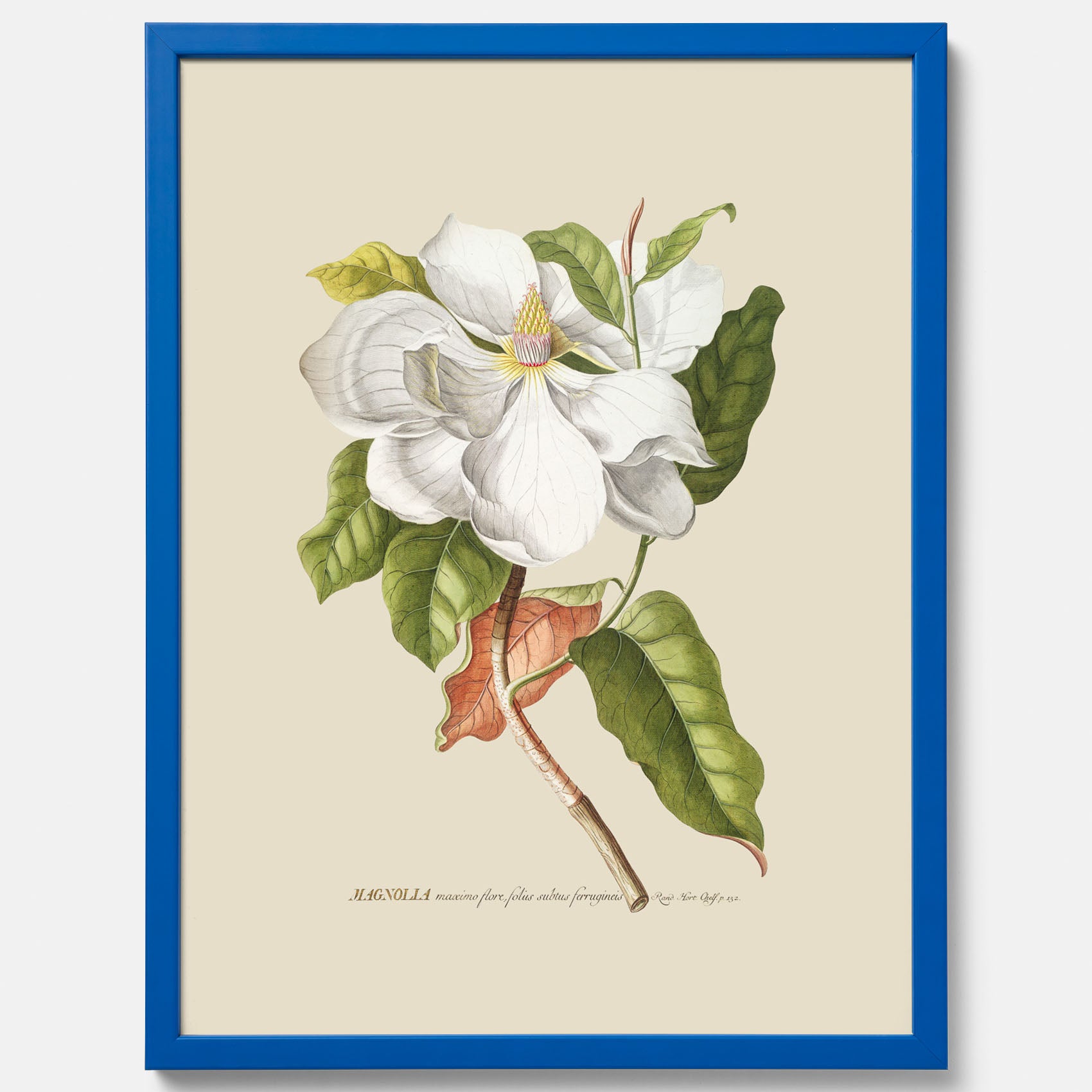 Tavla med Magnolia poster – Botanisk tavla och poster