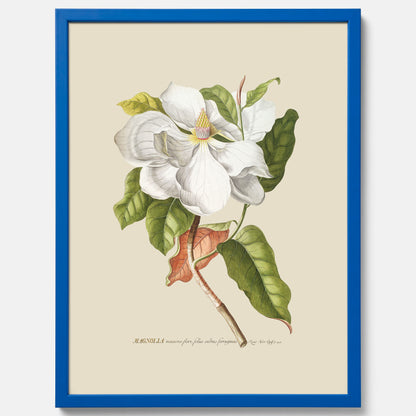 Tavla med Magnolia poster – Botanisk tavla och poster