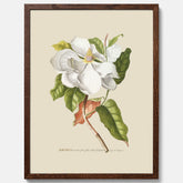 Tavla med Magnolia poster – Botanisk tavla och poster