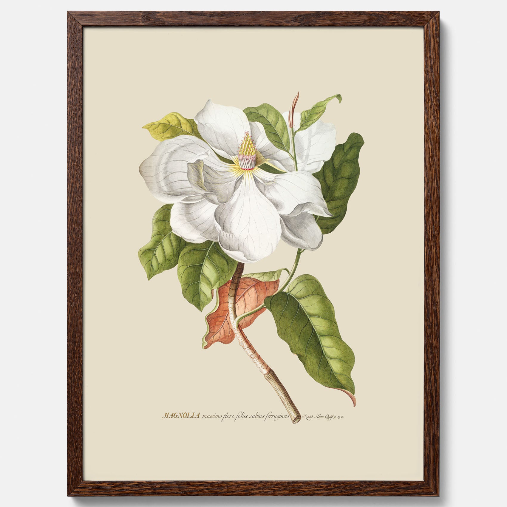 Tavla med Magnolia poster – Botanisk tavla och poster