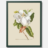Tavla med Magnolia poster – Botanisk tavla och poster