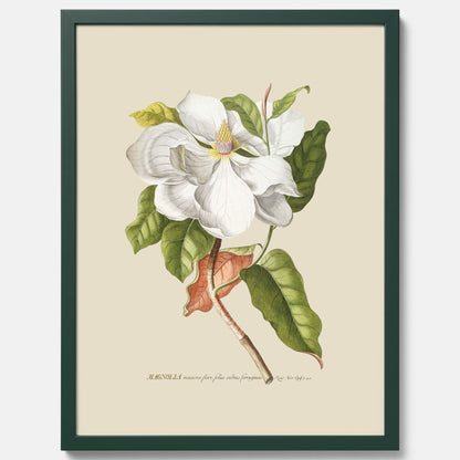 Tavla med Magnolia poster – Botanisk tavla och poster