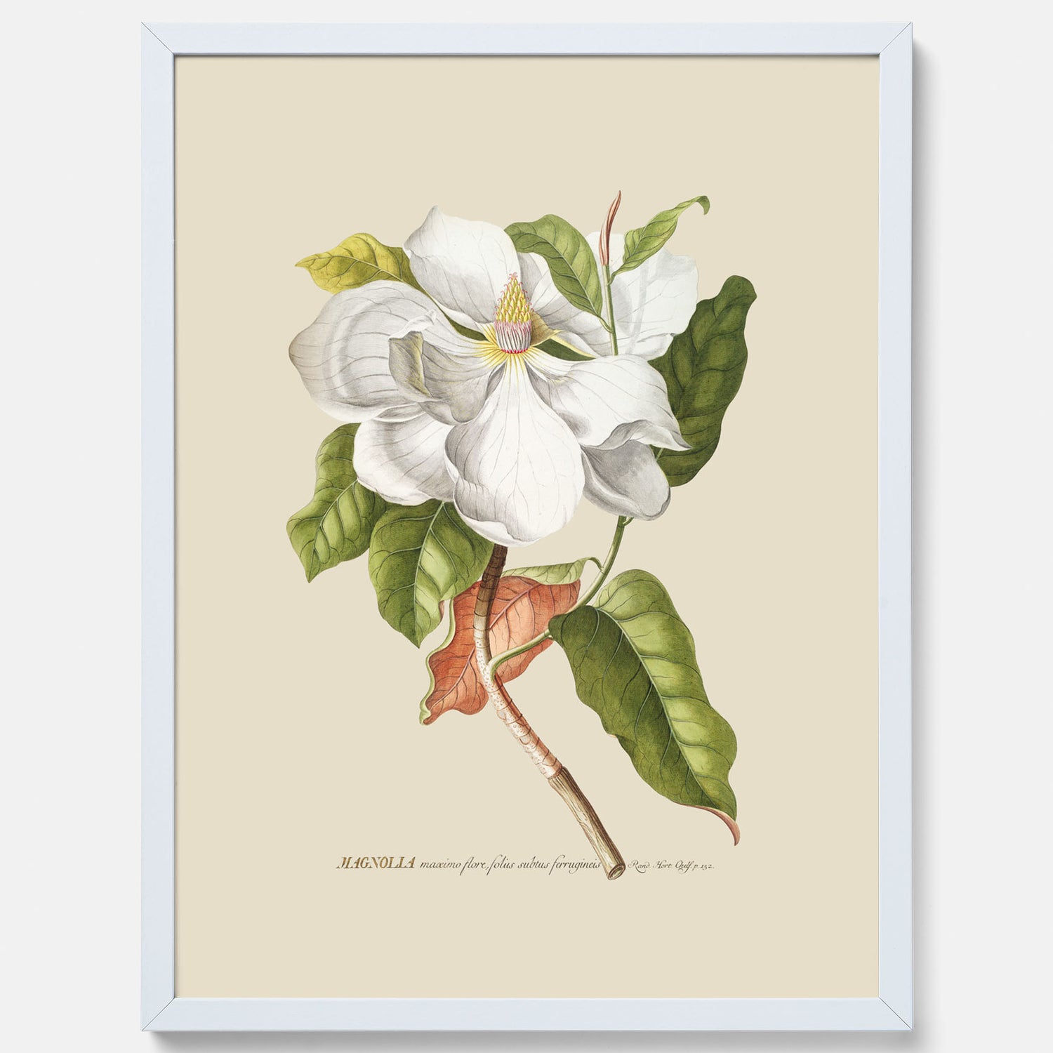 Tavla med Magnolia poster – Botanisk tavla och poster