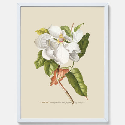 Tavla med Magnolia poster – Botanisk tavla och poster