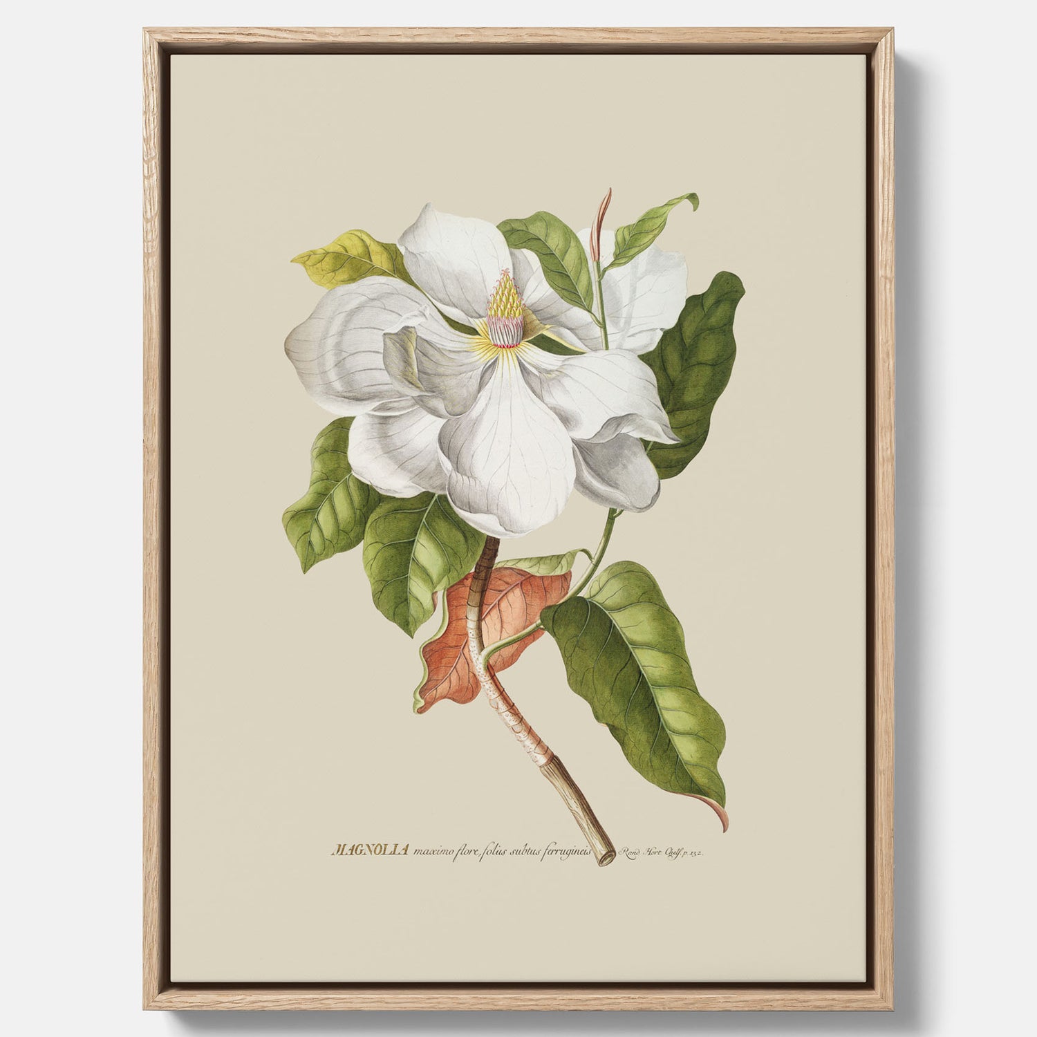 Canvastavla med Magnolia poster – Botanisk tavla och poster