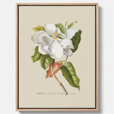 Canvastavla med Magnolia poster – Botanisk tavla och poster