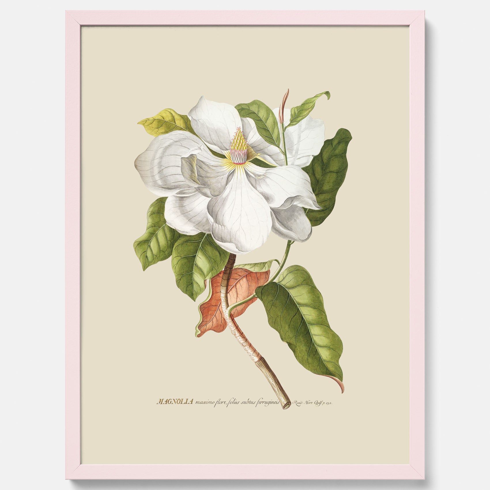 Tavla med Magnolia poster – Botanisk tavla och poster